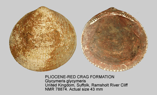 PLIOCENE-RED CRAG FORMATION Glycymeris glycymeris.jpg - PLIOCENE-RED CRAG FORMATION Glycymeris glycymeris (Linnaeus,1758)